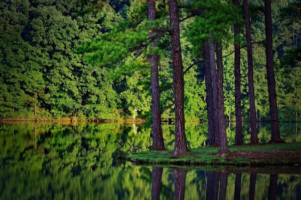 Los troncos de los árboles se reflejan en la superficie del agua