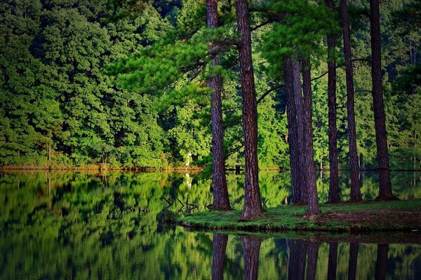 I tronchi degli alberi si riflettono nella superficie dell acqua