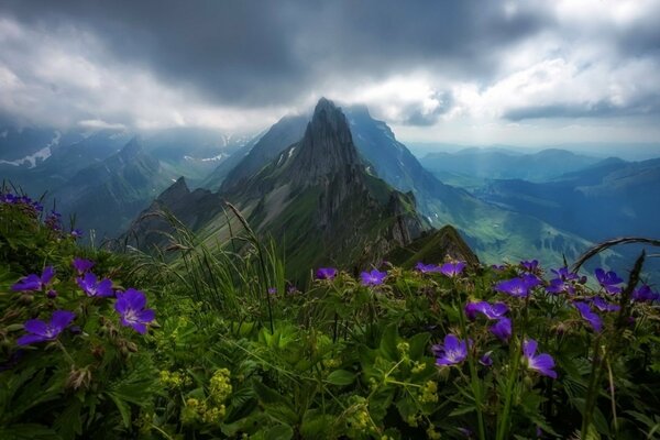 En el horizonte, un claro con flores y un paisaje de montaña