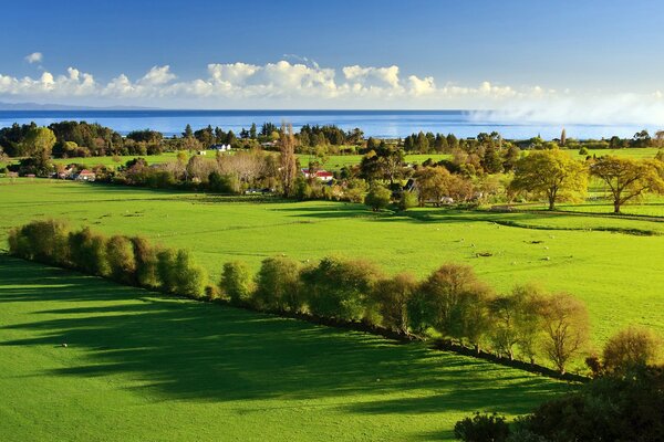 Houses stand on green meadows between trees