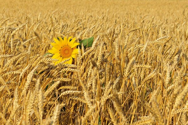 Sunflower in a wheat field in the afternoon