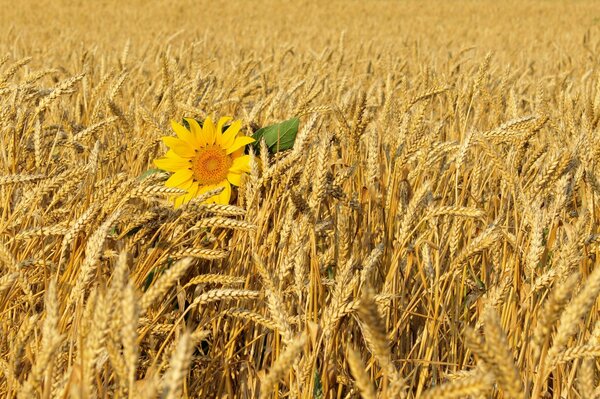 Подсолнух в поле пшеницы днём
