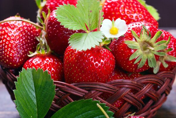 Ein Gericht mit Erdbeeren, gerade aus dem Bett