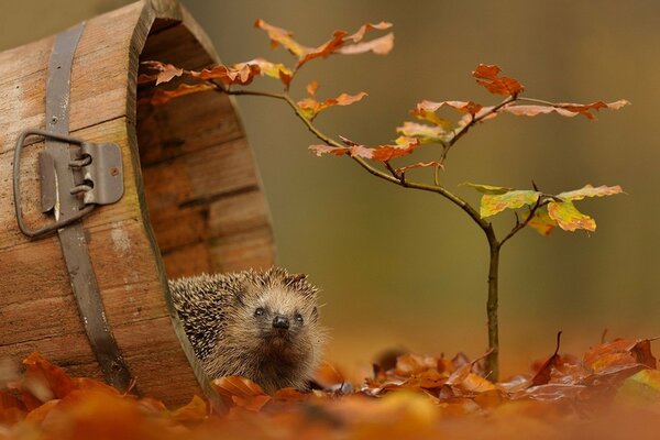 A curious hedgehog on the leaves of autumn