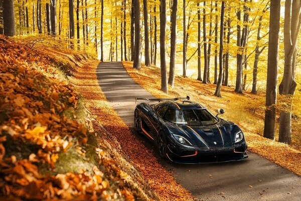 Supercar on the road in the autumn forest