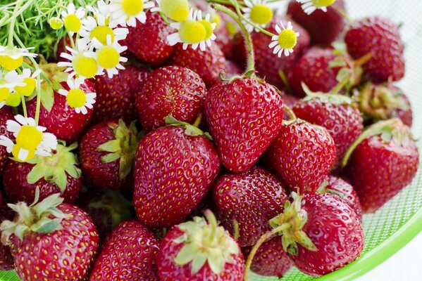 Saftige Erdbeeren mit Gänseblümchen auf einem grünen Teller