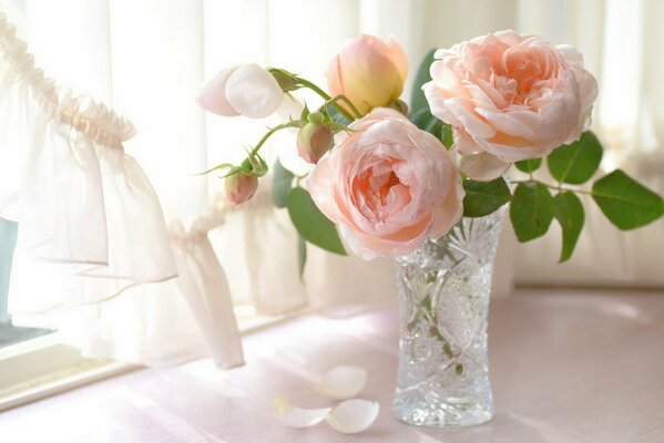 Peach roses in a vase by the window