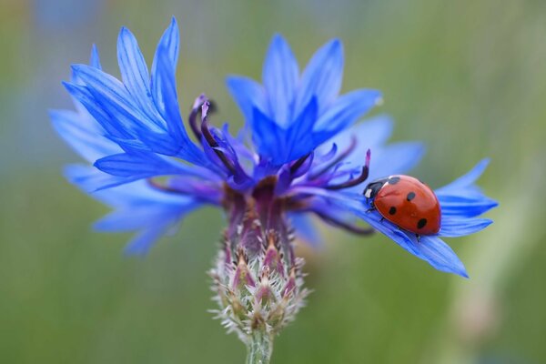 Ladybug sat on a heavenly cornflower