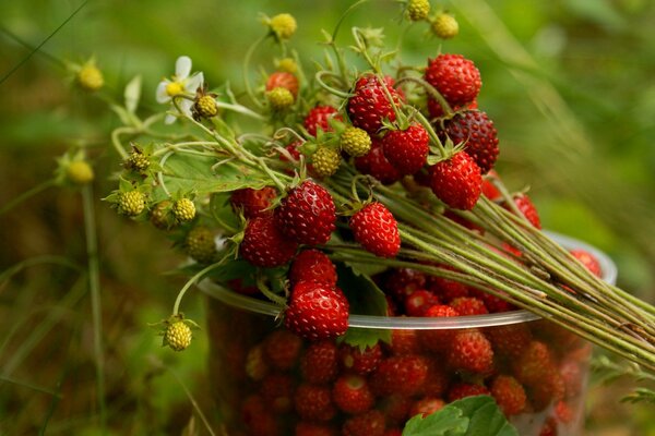 Un racimo de fresas en un frasco de plástico