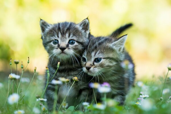 Süße Kätzchen auf dem Rasen. Zwei graue Kätzchen. Gestreifte Babys. Fuzzies im Gras