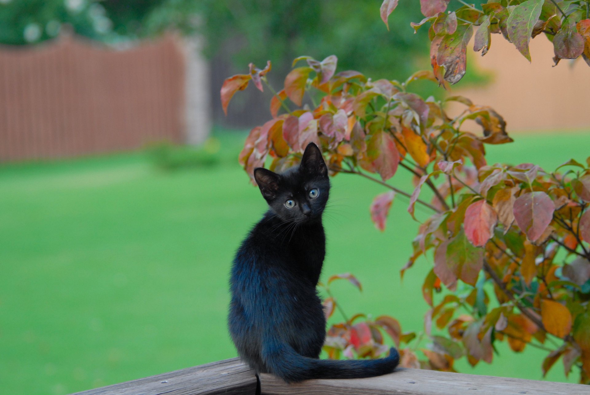 chaton noir branches feuilles