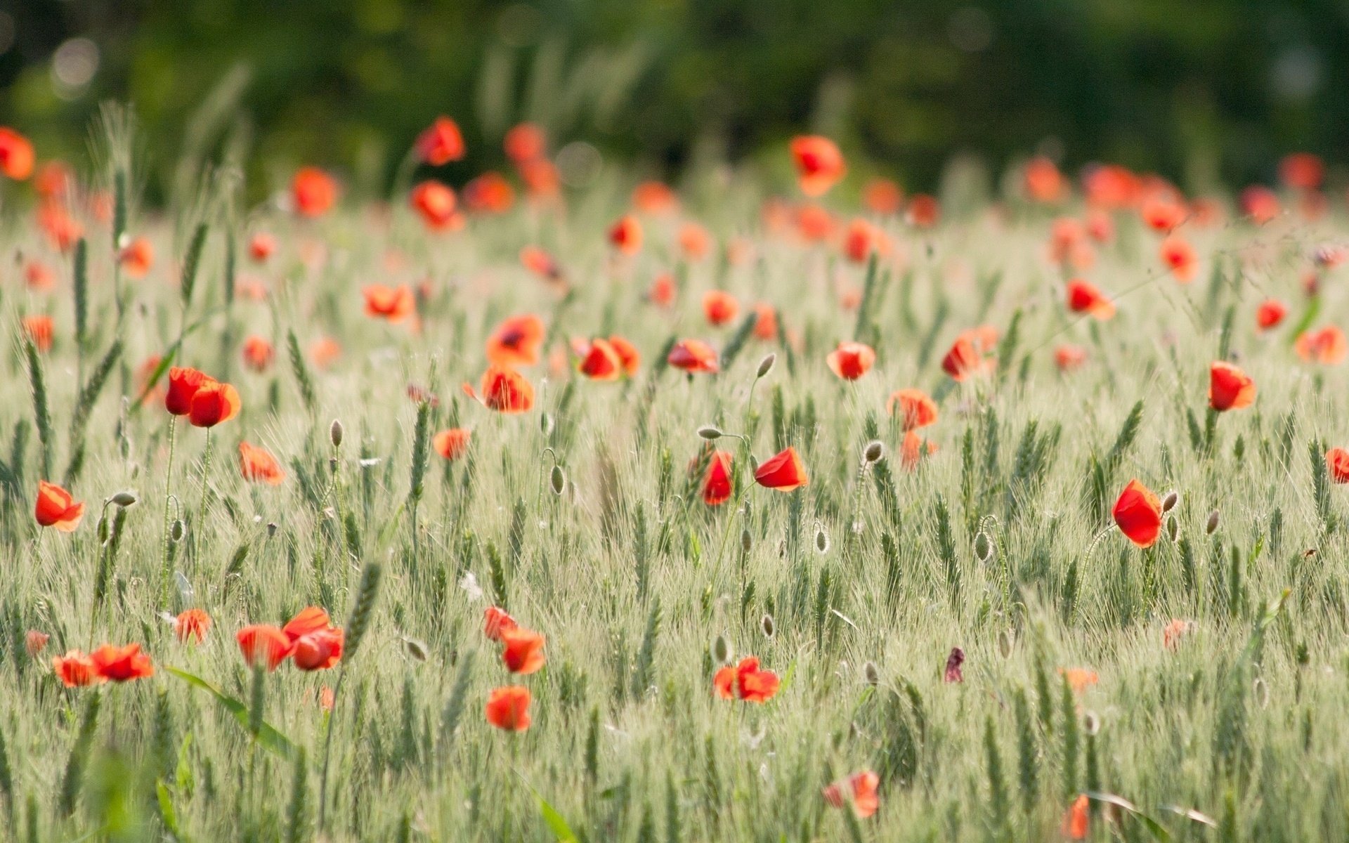 field flowers wheat ears flowers poppies rye poppy