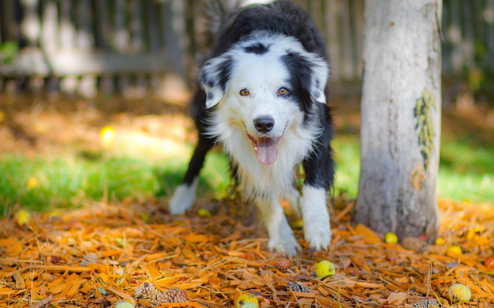 hund blick hintergrund