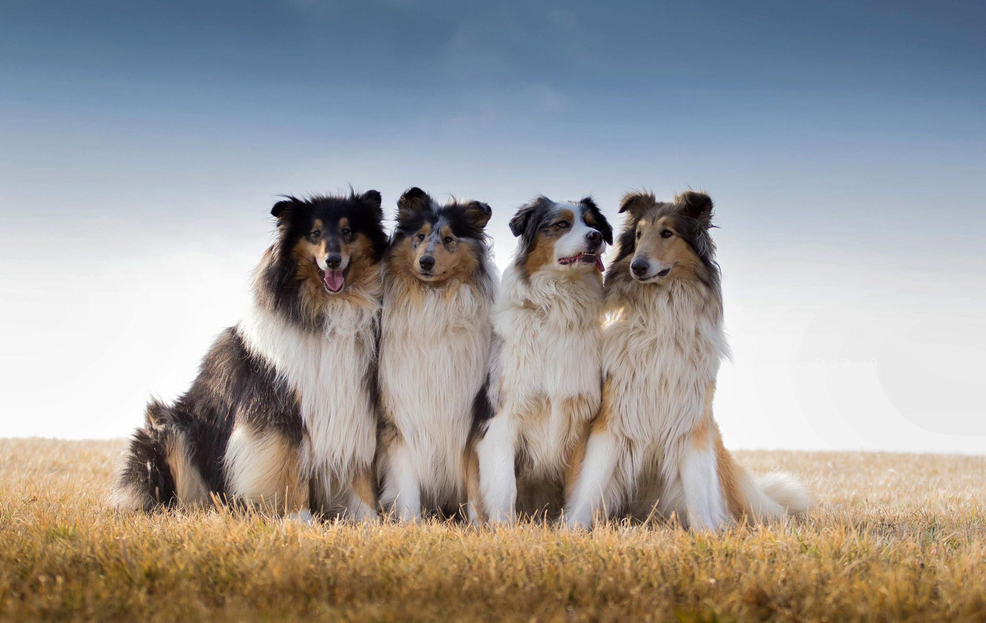 best friends chien de berger australien collie champ