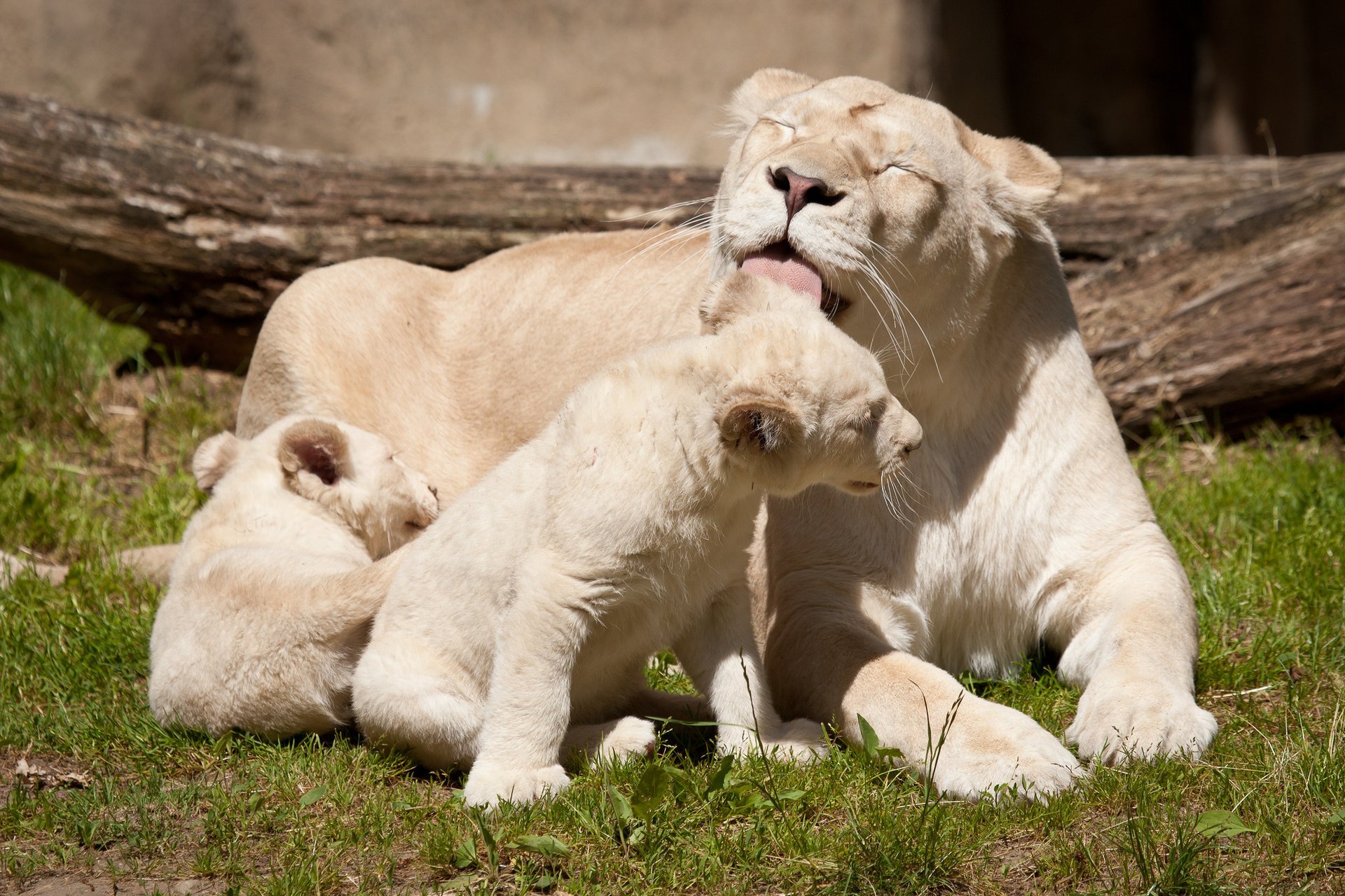 cats white lions lioness family lion the cub