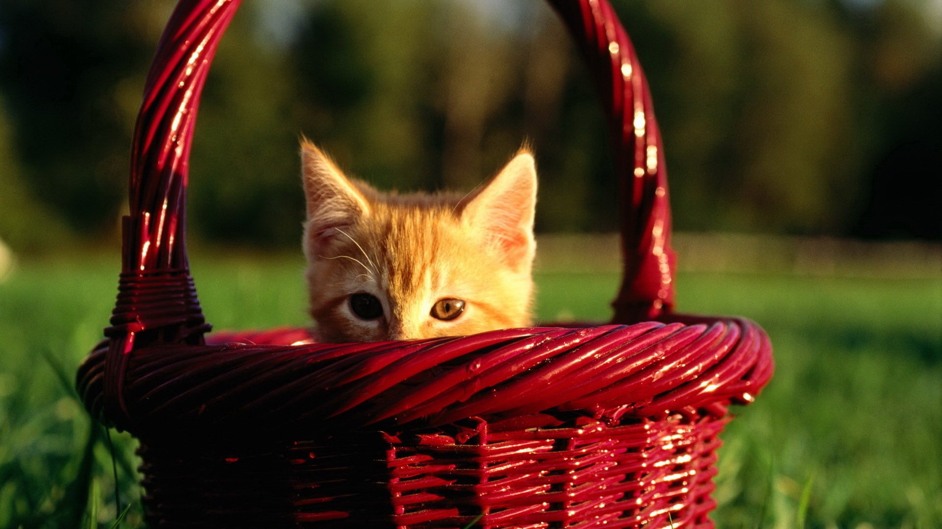 kitty peeps basket cute