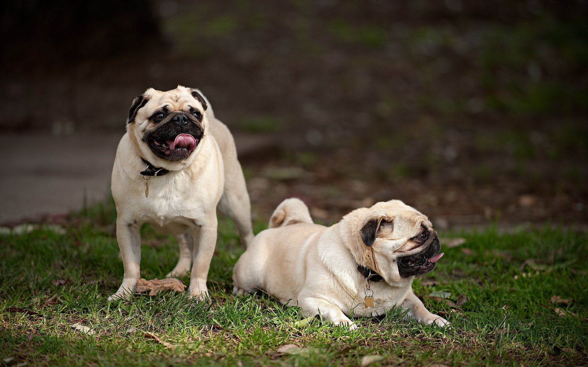 perros naturaleza amigos