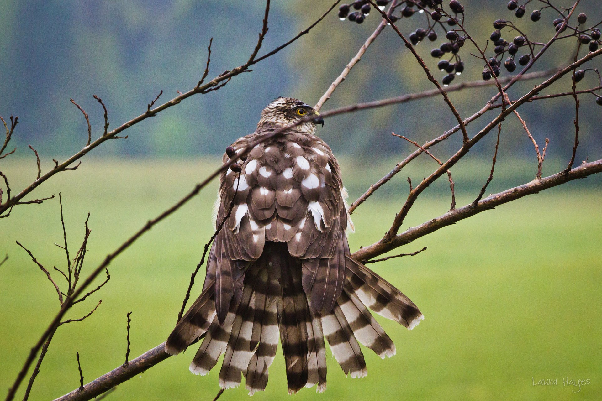 branches dried bird after the rain falcon