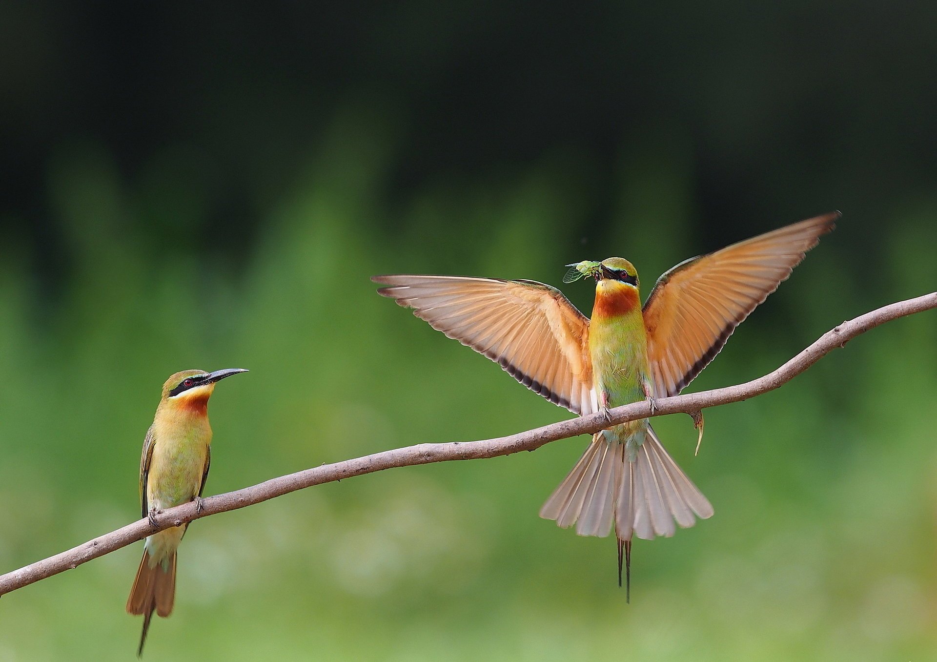 queue bleue branche deux oiseaux proie apiculteur