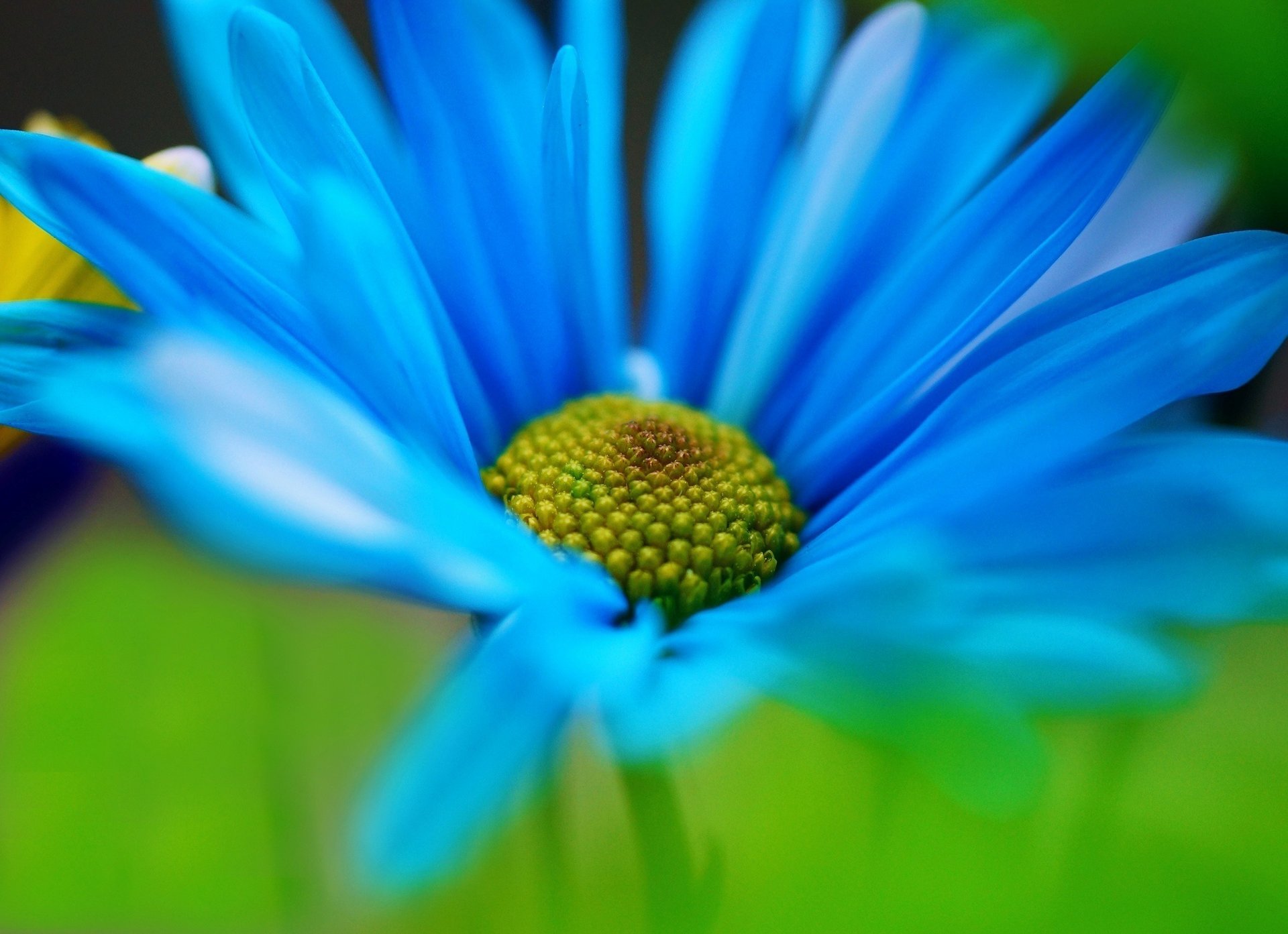 macro flowers petals flower green blue flower