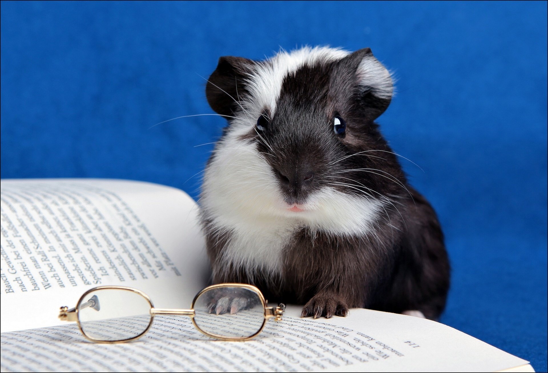 guinea pig book glasse