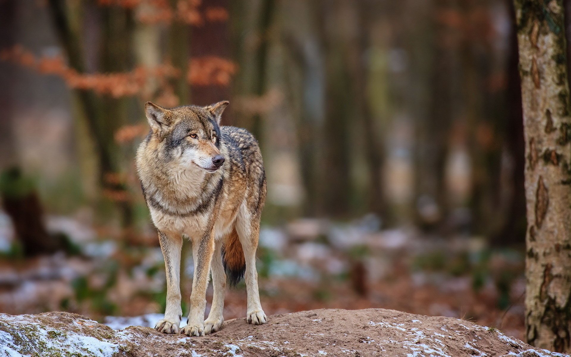 lobo bosque naturaleza