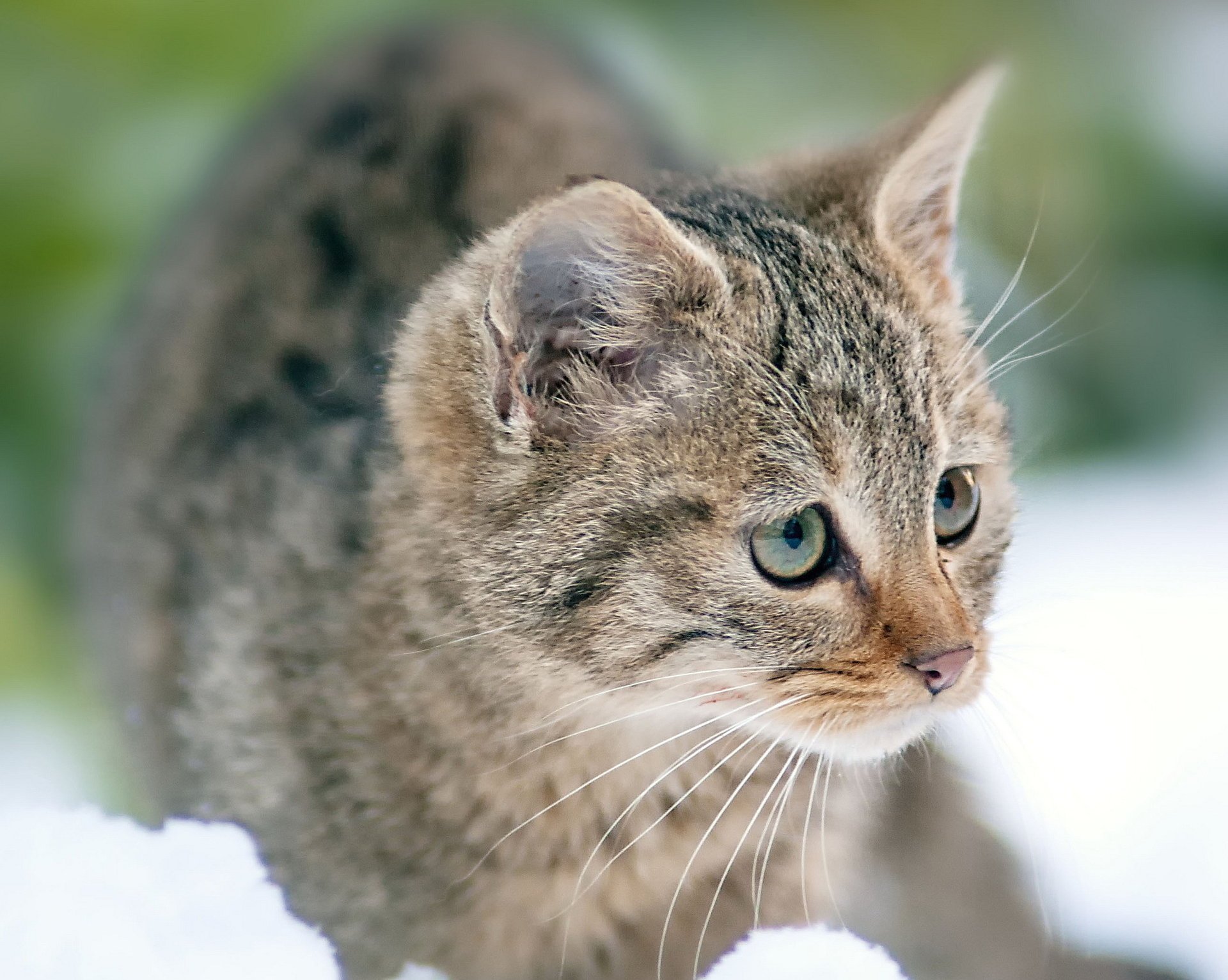 neige rayures gris chaton