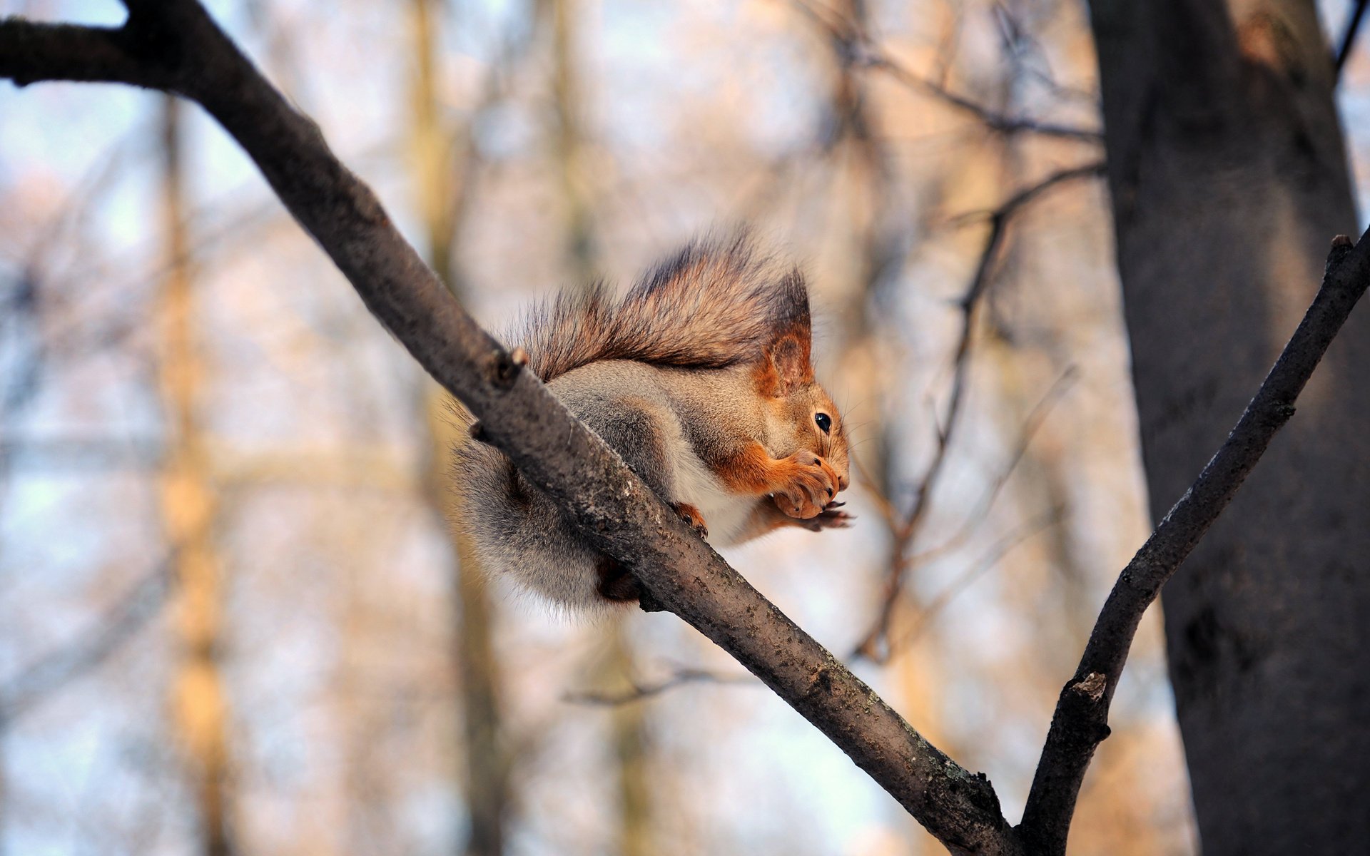 eichhörnchen bäume zweige walnuss