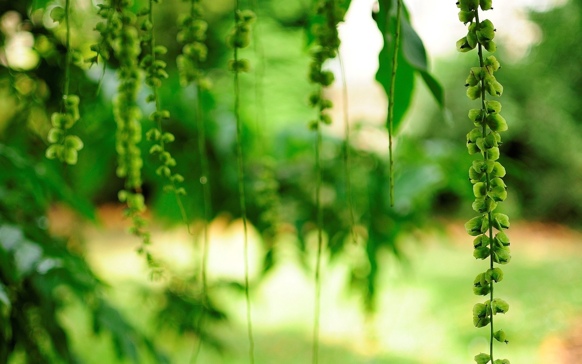 flower flower leaves flowers flowers green