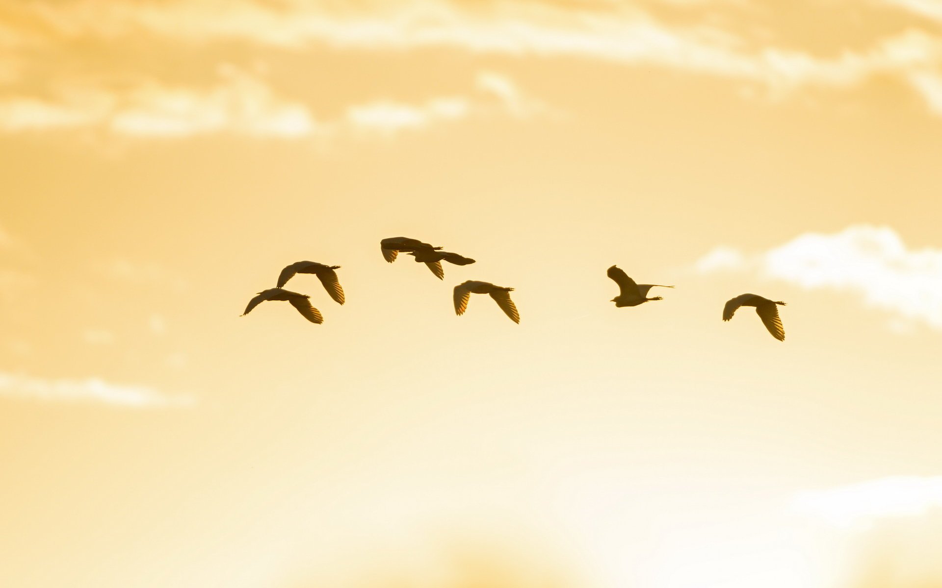 cielo minimalismo uccelli