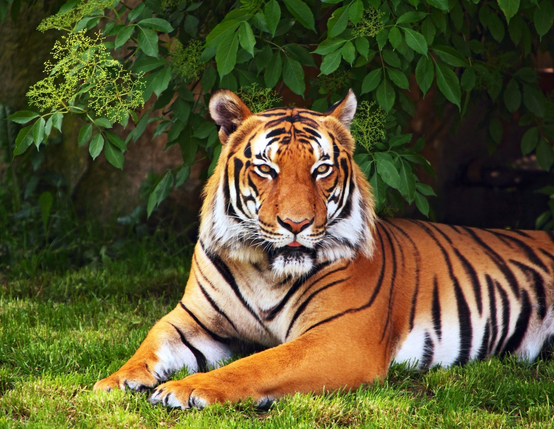 animales tigre hojas hierba vegetación árbol papel pintado