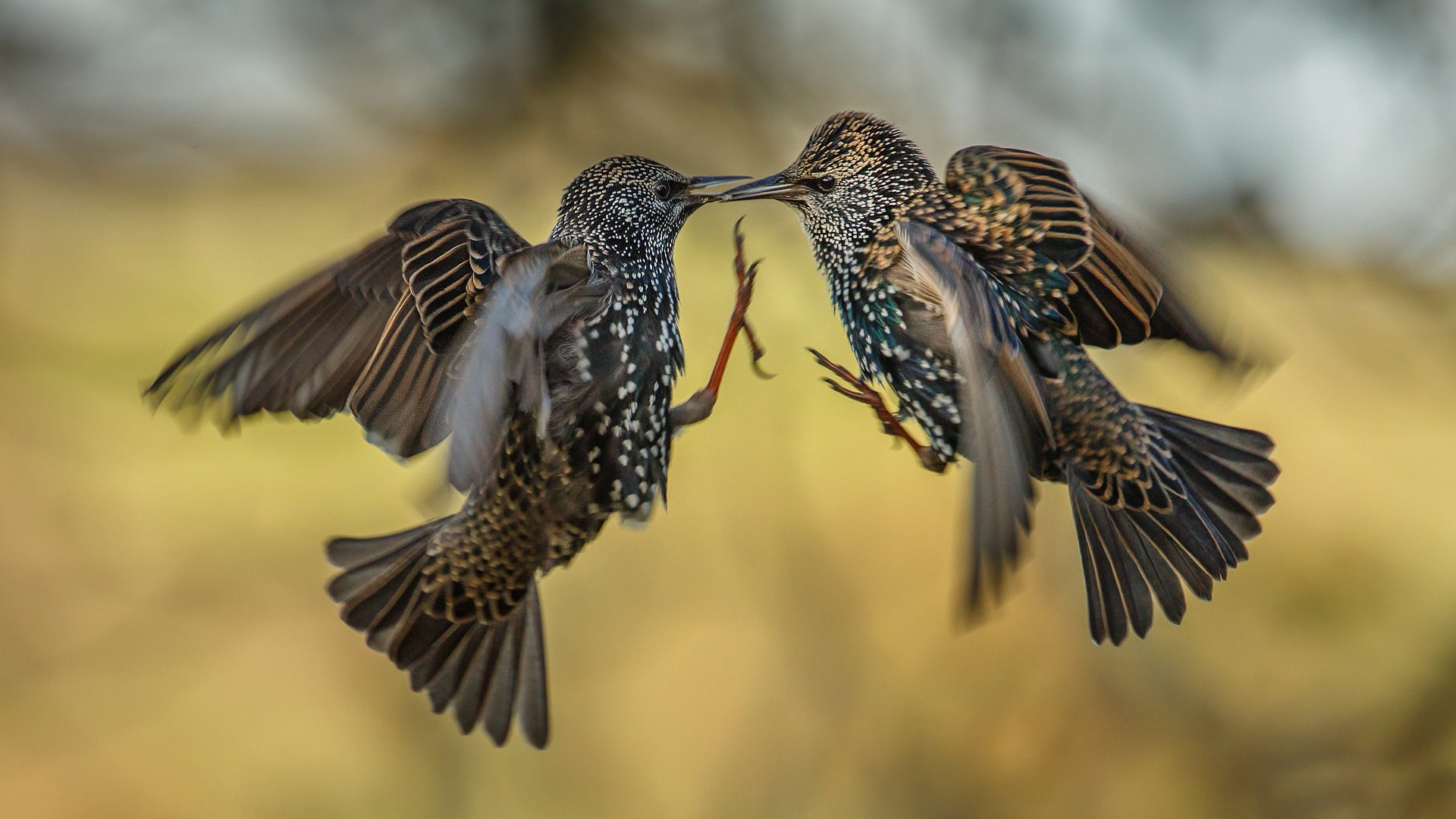 pájaros batalla dos en el aire