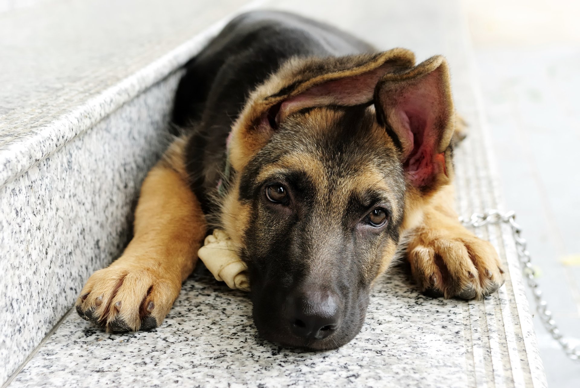 gradini cane occhi orecchie muso si trova cane da pastore