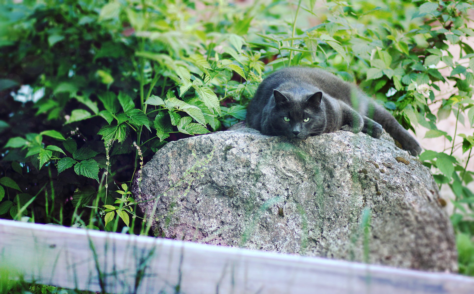 faul katze katze katze natur katzen schwarz miau