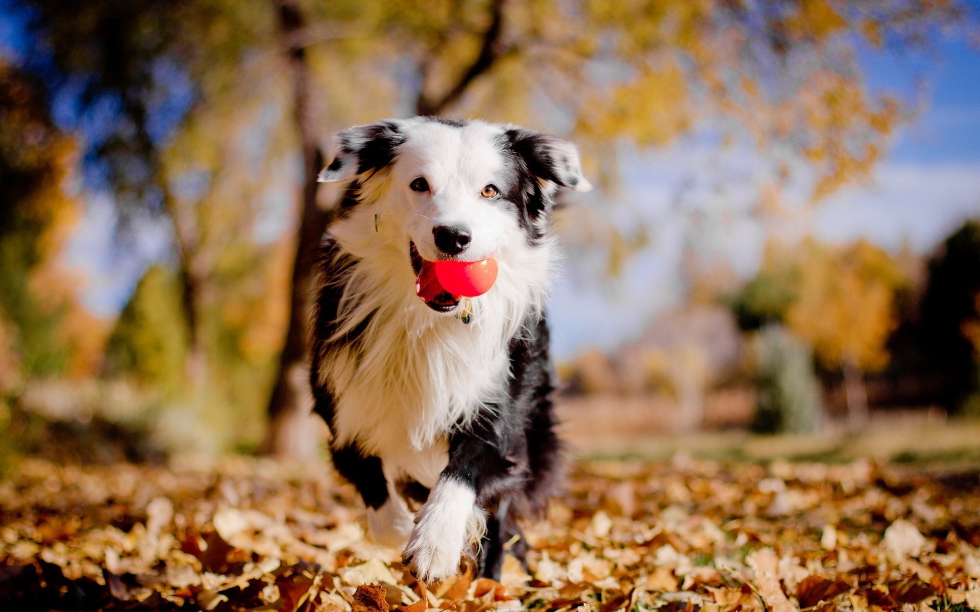 dog the ball autumn