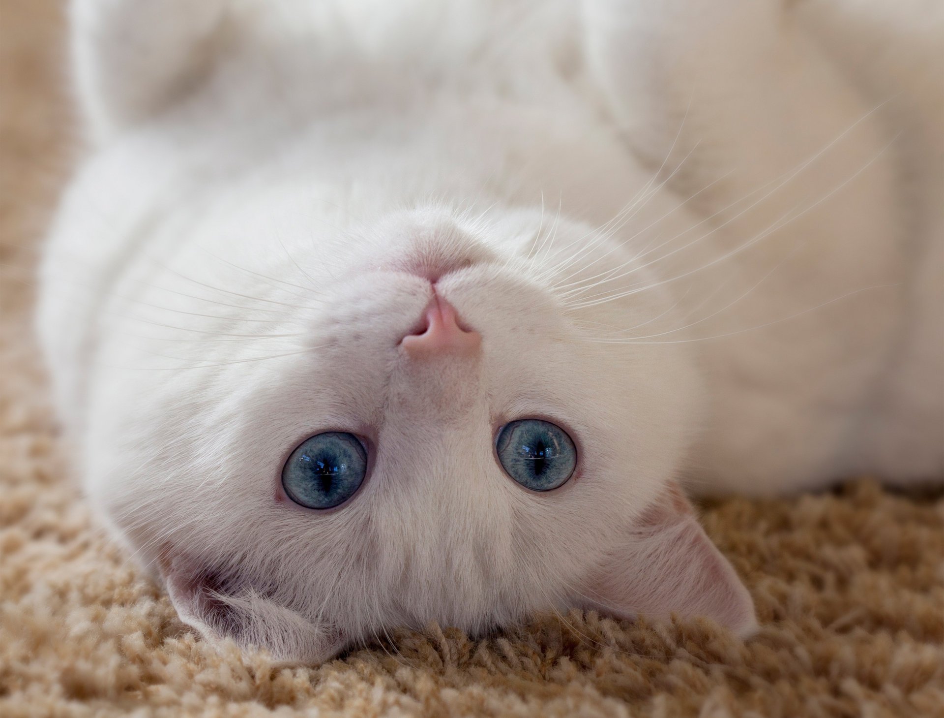 gatto occhi baffi sguardo bianco orecchie animale