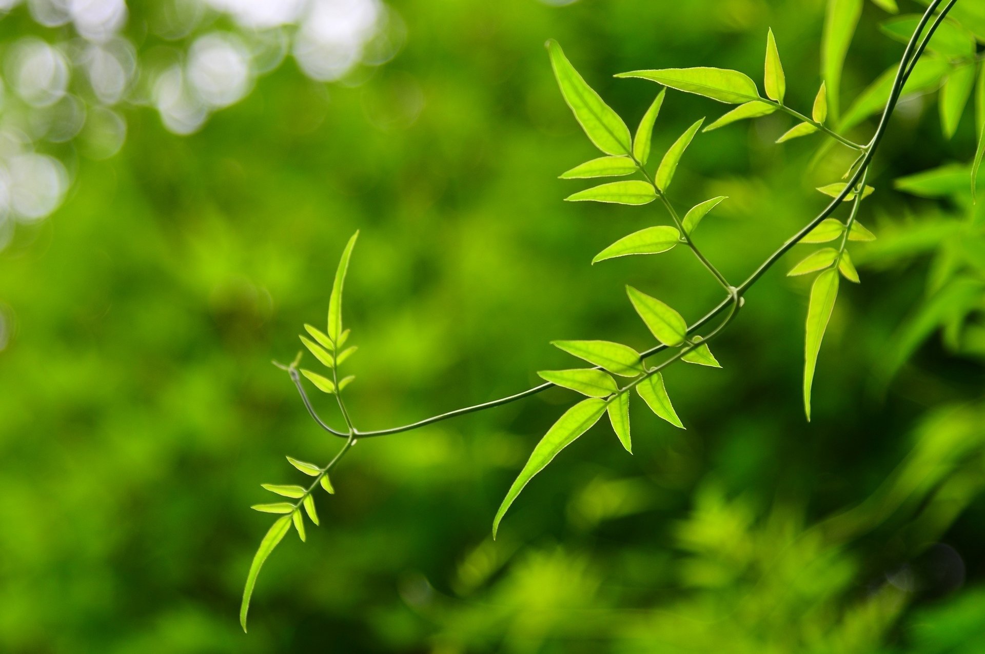 flowers macro green background leaves blur leave