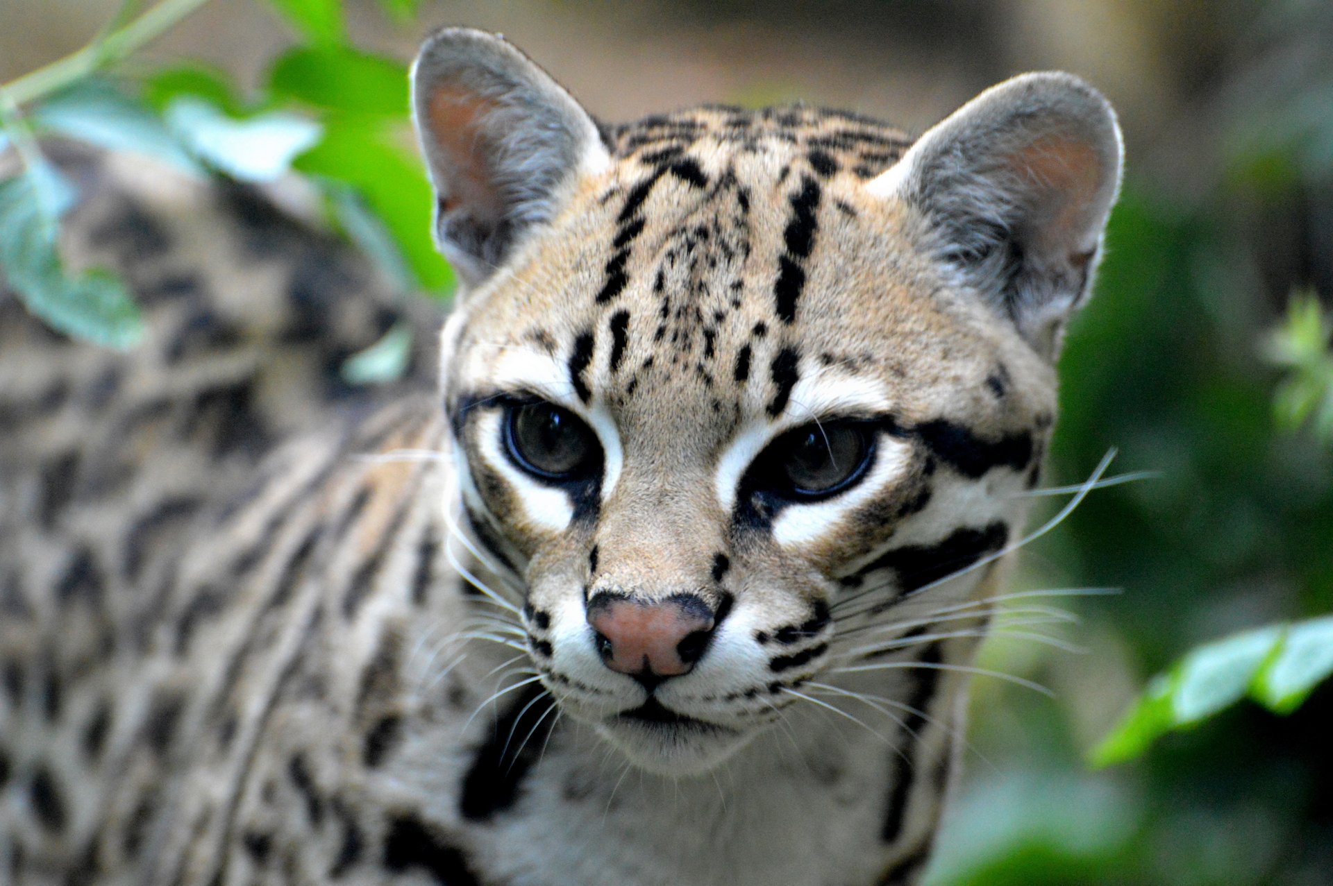 ocelote depredador vista gato salvaje