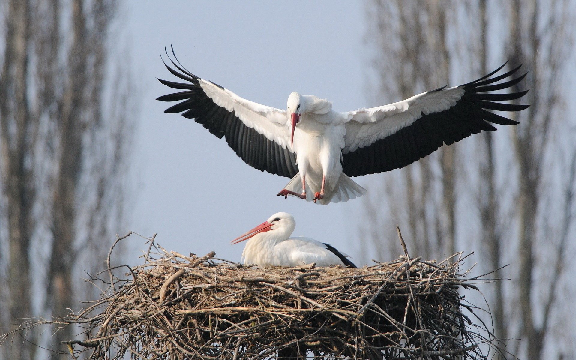 birds nature stork