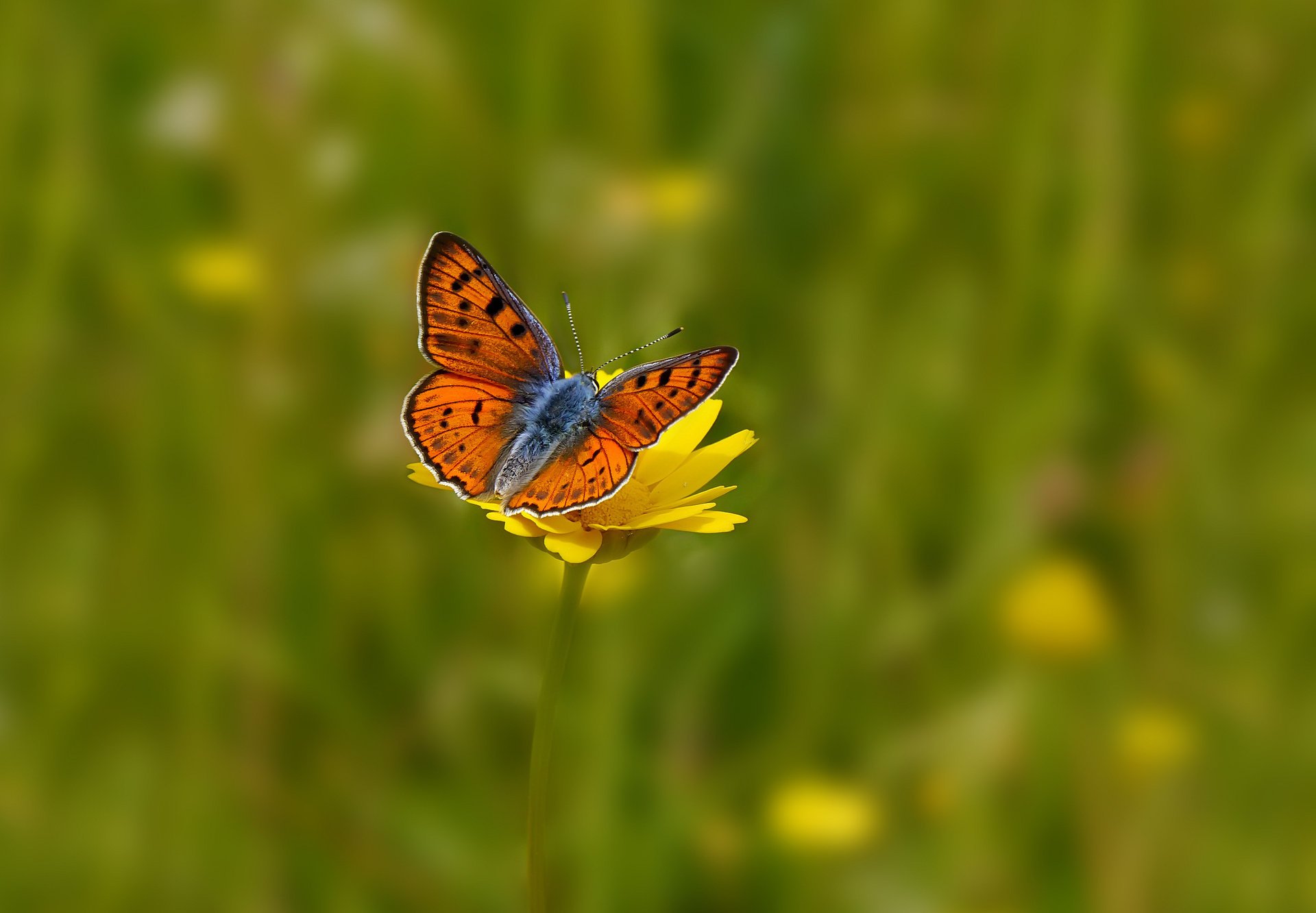 pole kwiaty tło motyl kwiat żółty