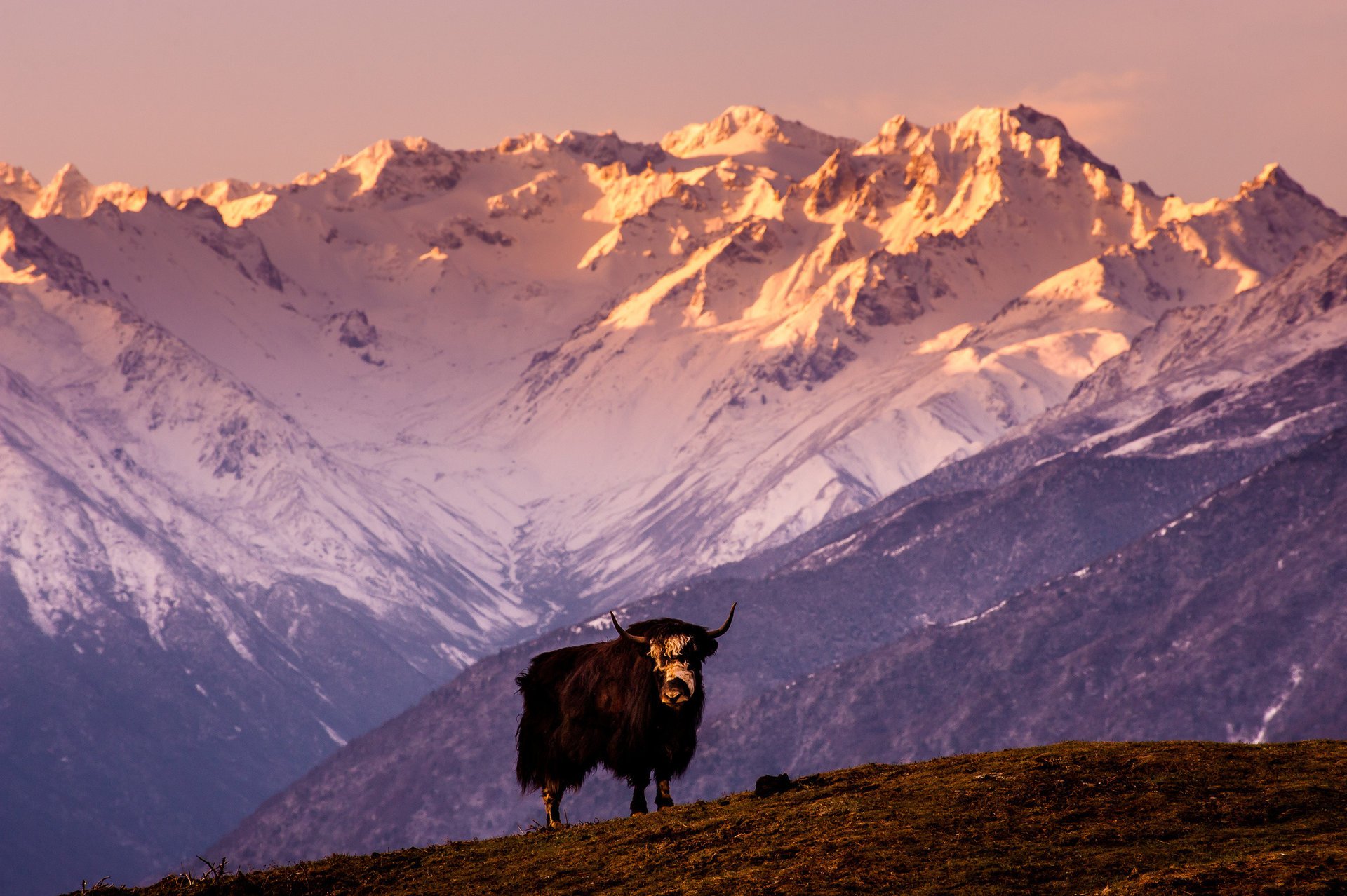 yak tibet china mountain