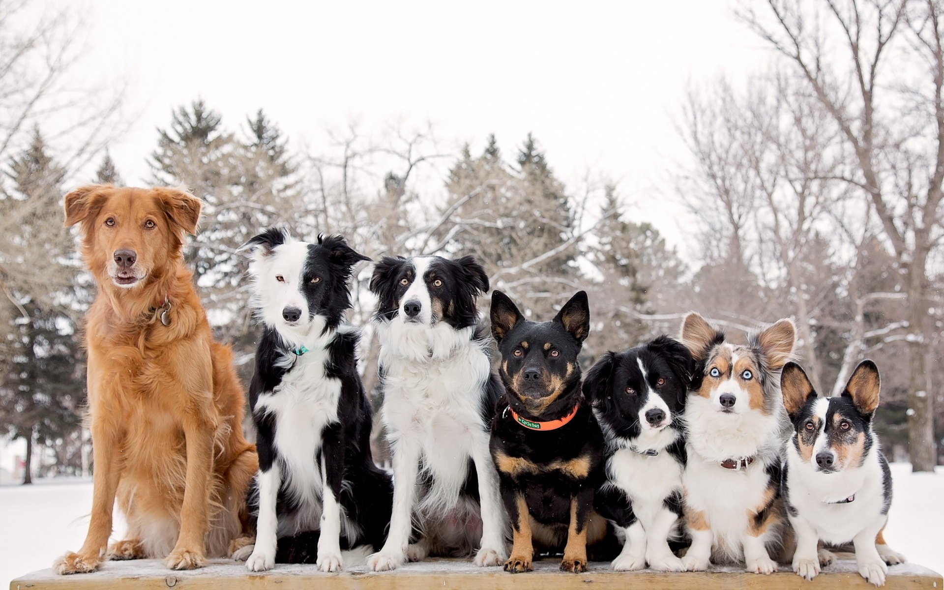 chiens fond amis