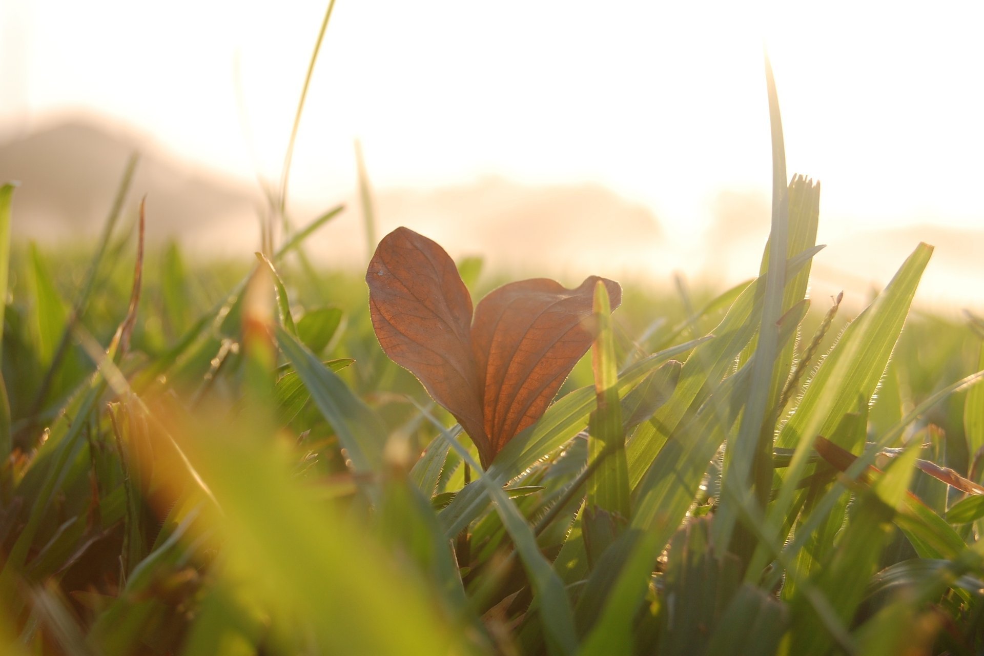 macro feuille feuille leave macro herbe verdure