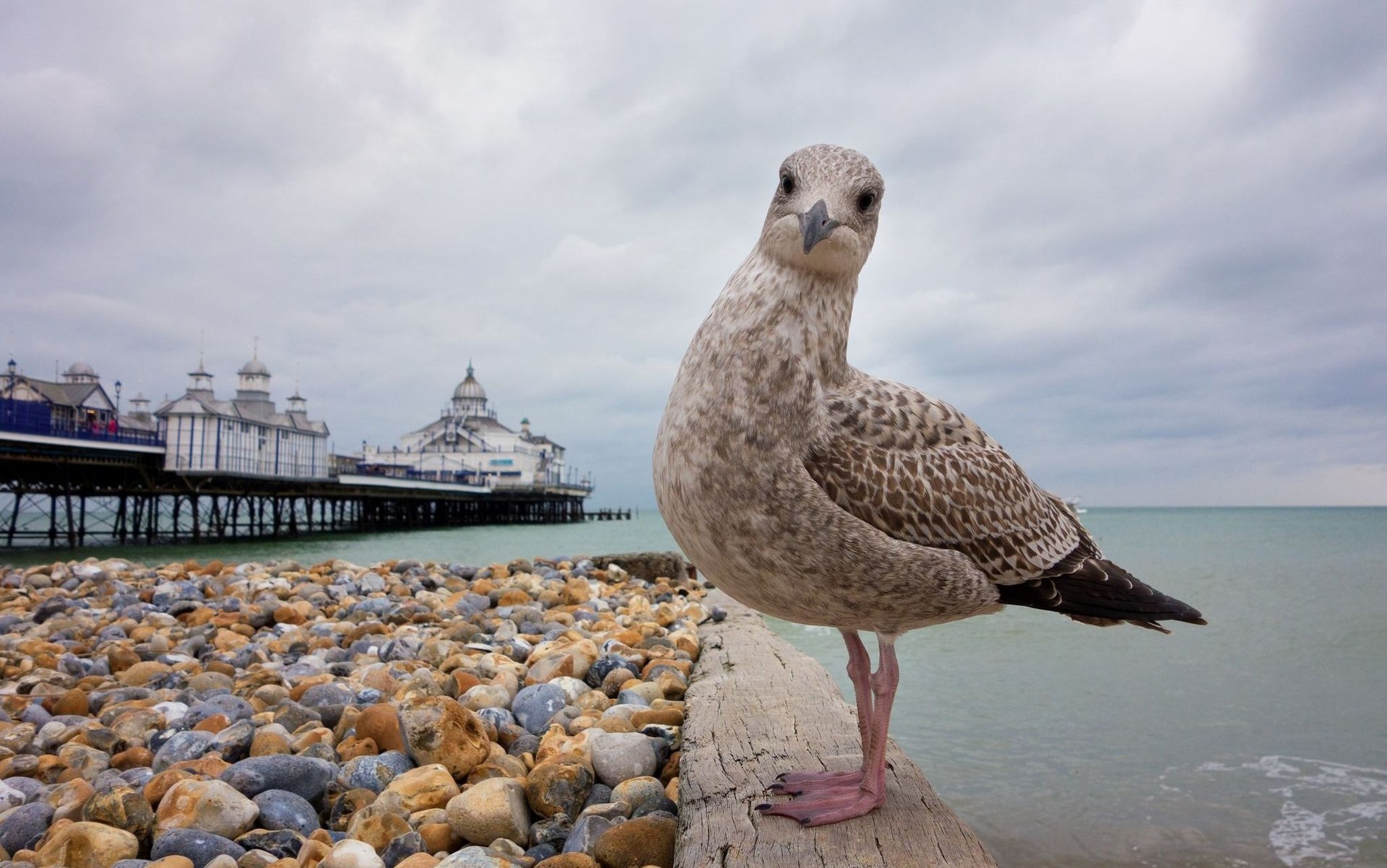 eagull beach portrait