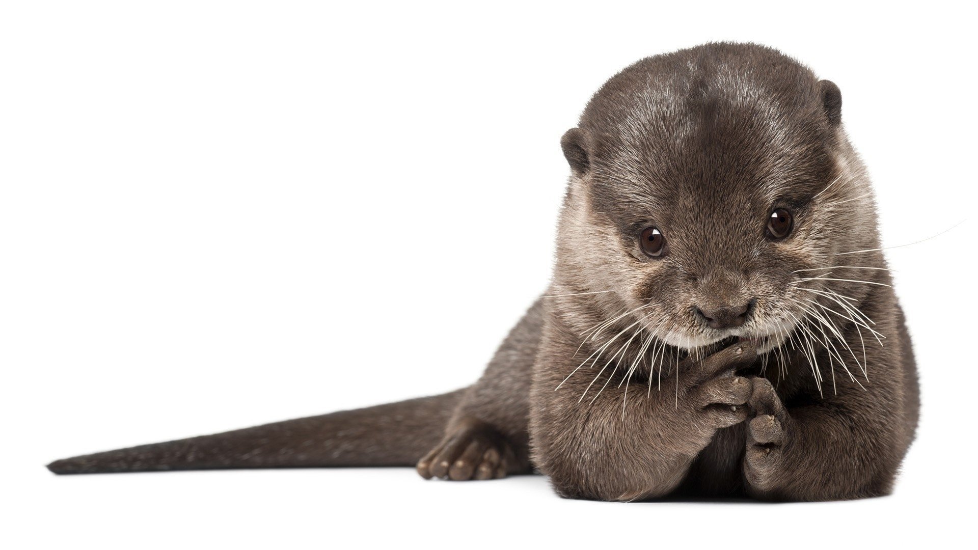 otter pelliccia lontra predatore mammiferi