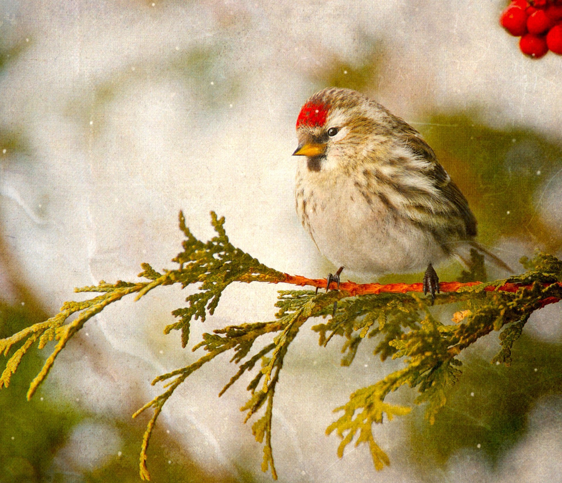 vogel stechpalme zweig