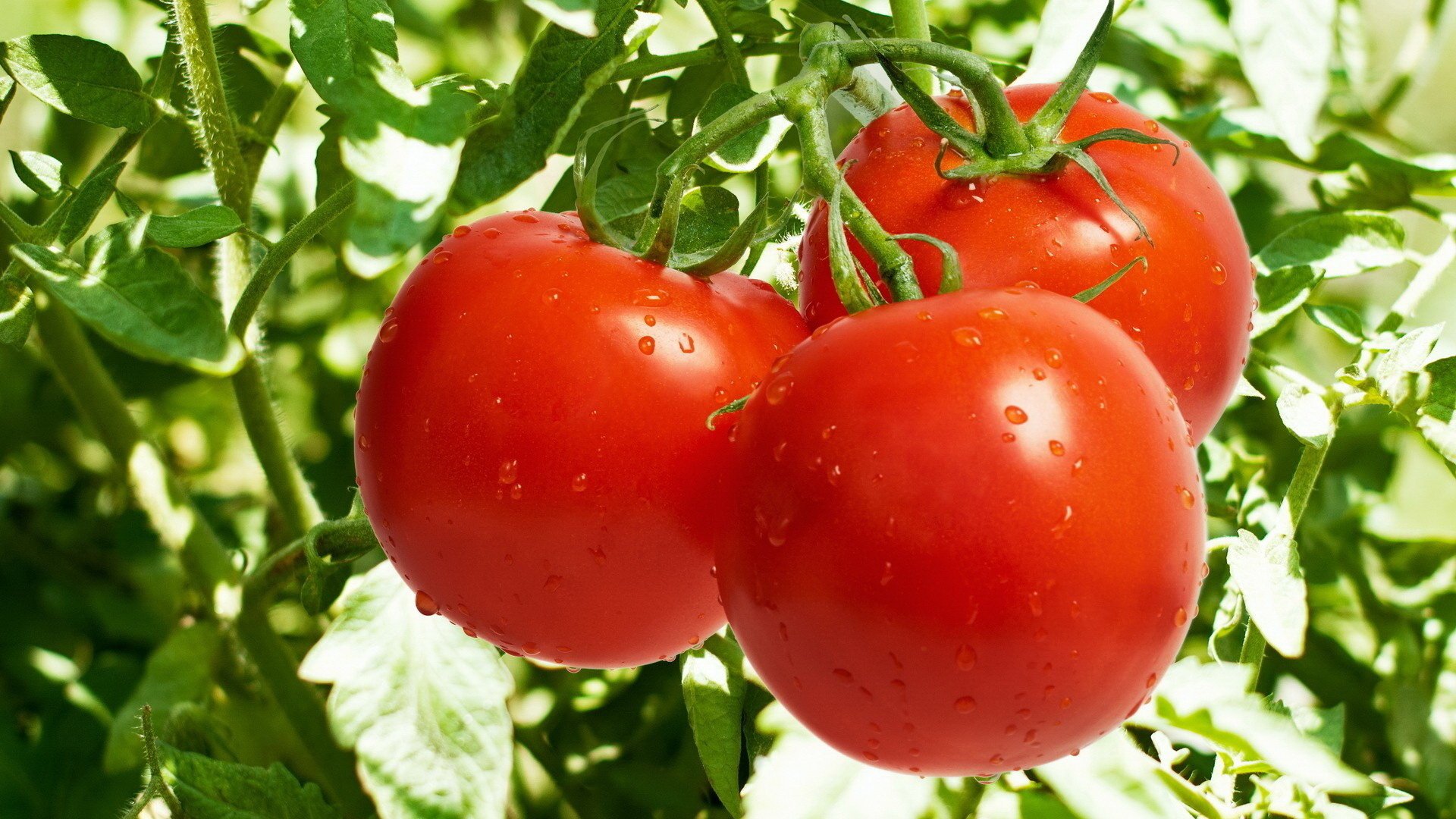 garden tomatoes stems tomatoes vegetables red