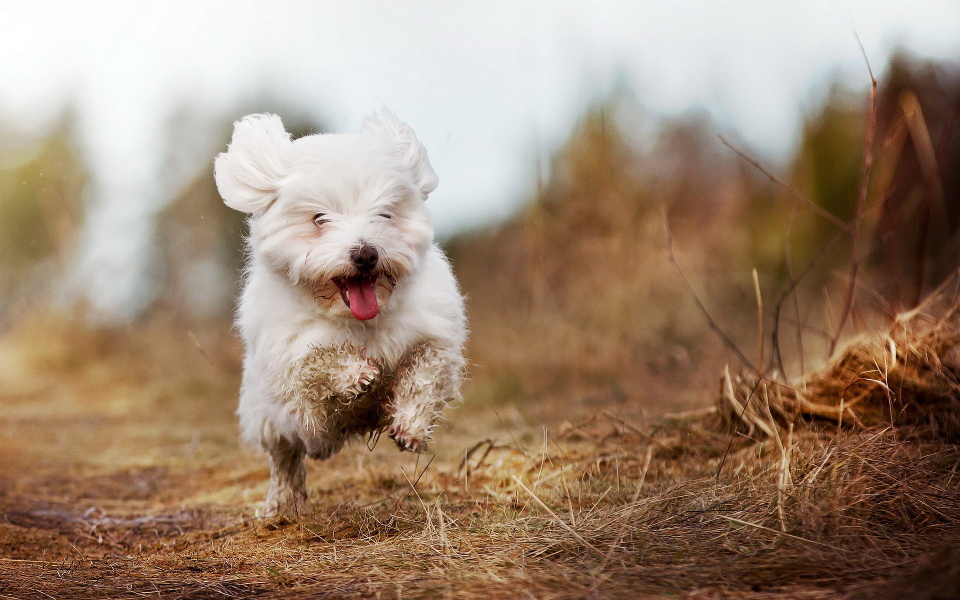 dog running field