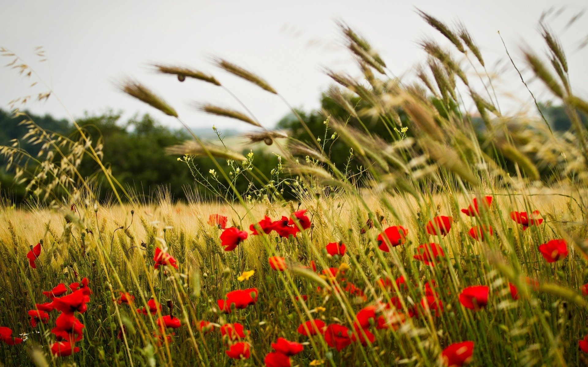 pszenica flower mak kwiaty różyczki kłosy kłosy