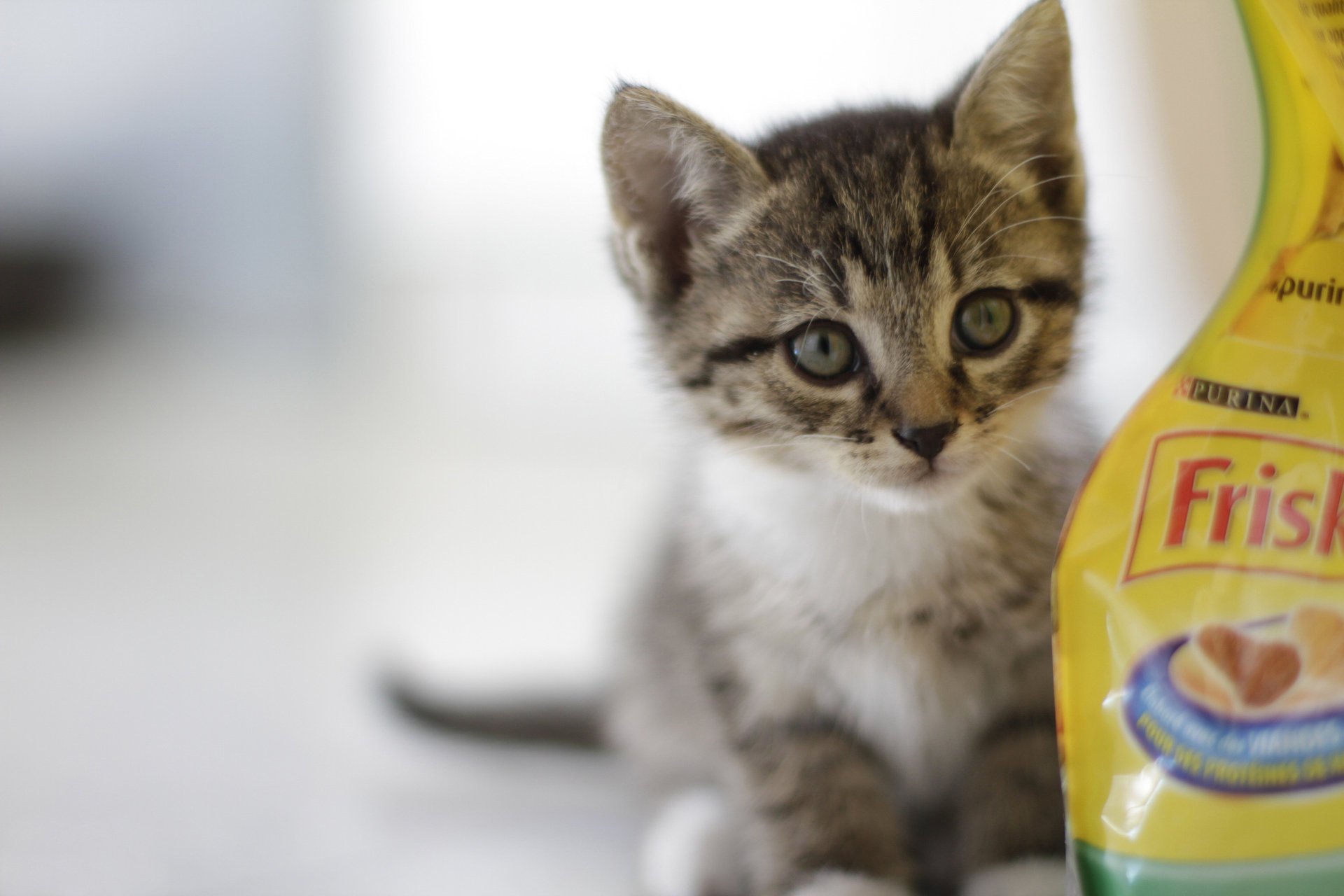 kitty food look grey background